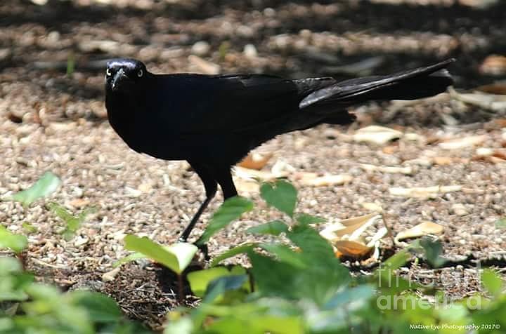 Charleston Wildlife. Black Bird Photograph by Lisa Marie Towne