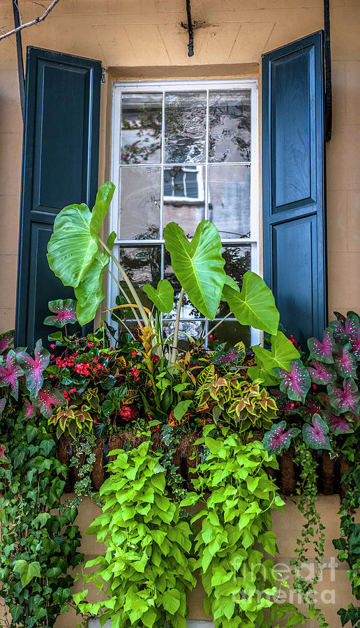 Charleston Window Box Vertical Photograph