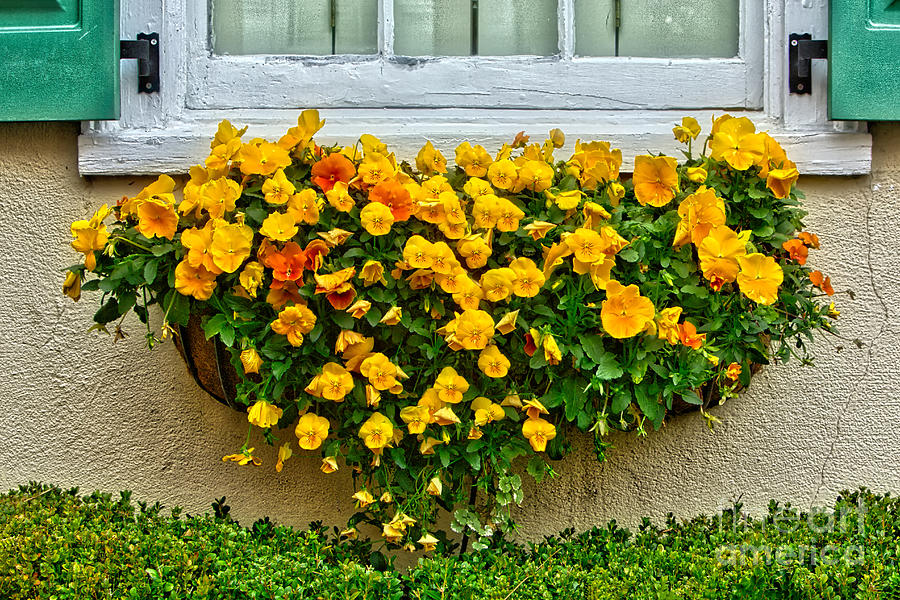 Charleston Window Planter 1 Photograph by Jerry Fornarotto