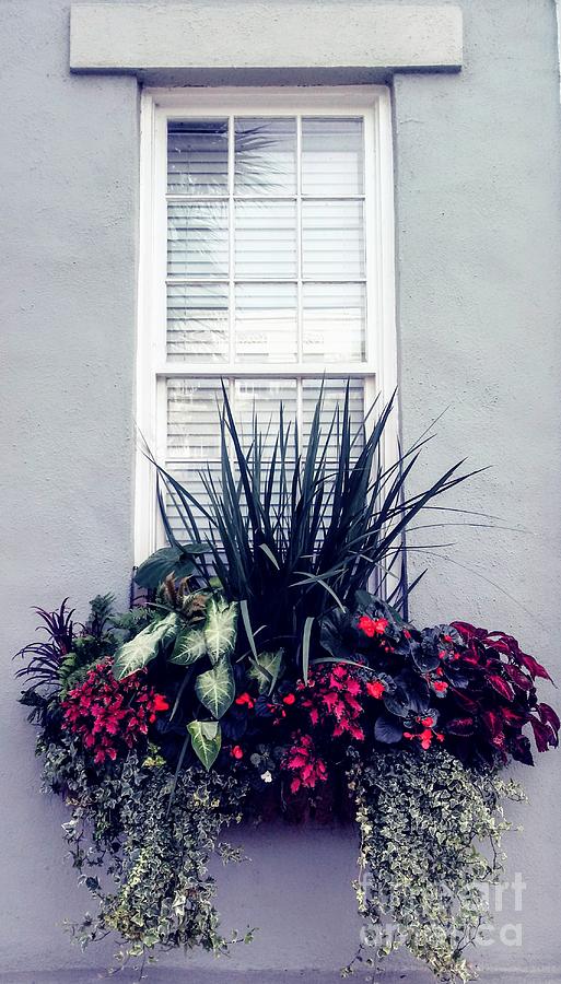 Charleston Window Planter Photograph by Pat Davidson