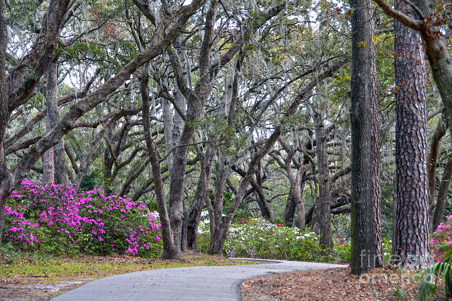 Charleston Woodland Spring Walk Photograph by Catherine Sherman