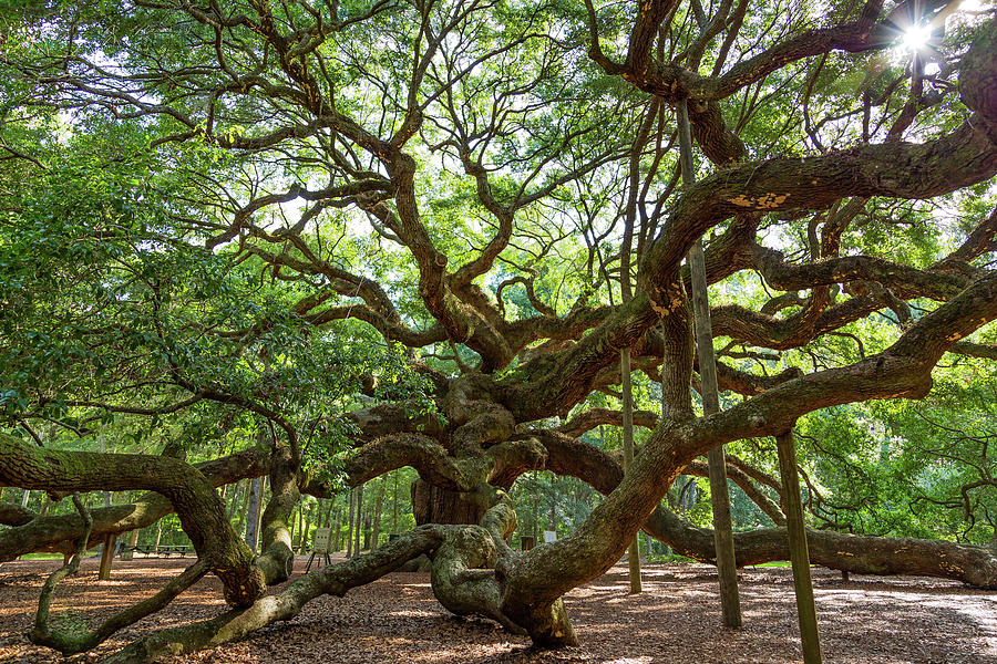 Tree Photograph - Charlestons Angel Oak Tree by Todd Wise