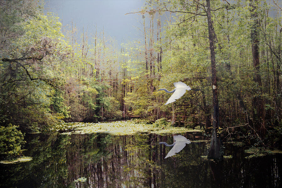 Cypress Swamp Digital Art - Charlie Bowlegs Creek by Richard Nickson Cypress Swamp Digital Art - Charlie Bowlegs Creek by Richard Nickson