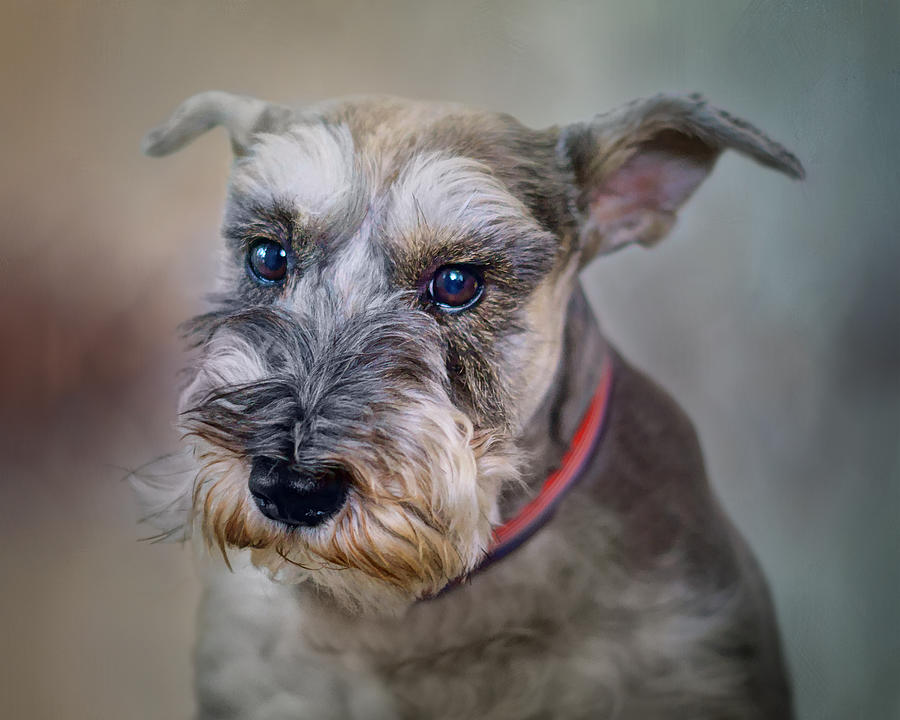 Charlie - Dog Portrait - Schnauzer Photograph by Nikolyn McDonald