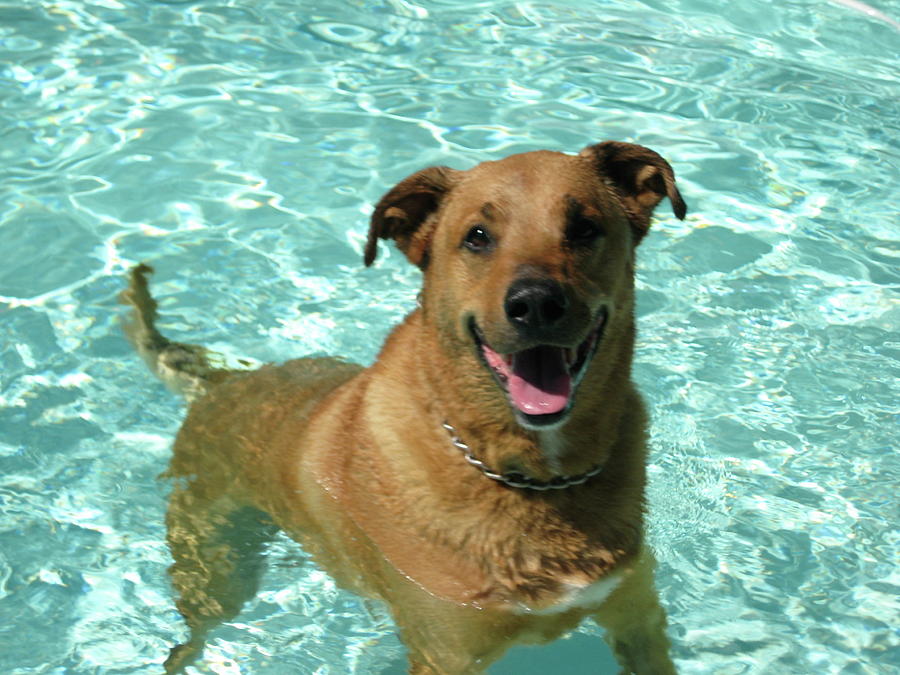 Summer Photograph - Charlie in Pool by Rebecca Wood