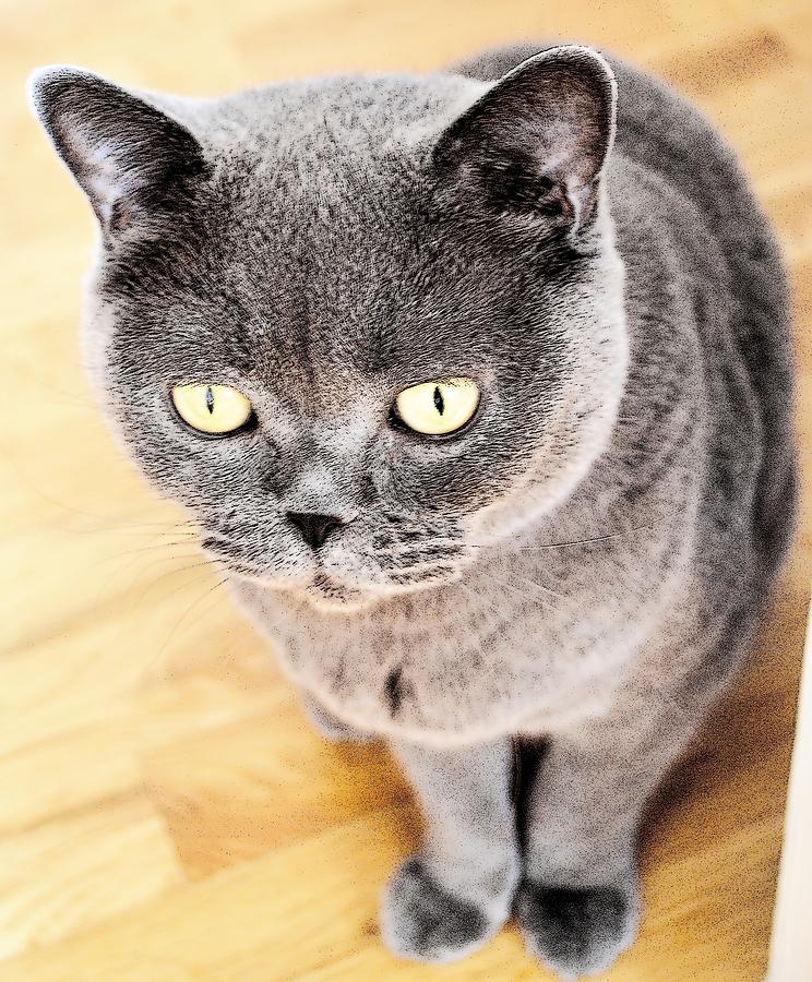 Charlie by Nina-Rosa Duddy Charlie by Nina-Rosa Duddy