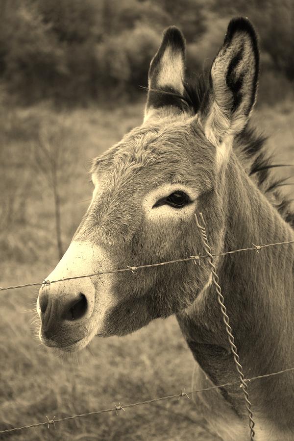 Charlie the Donkey Photograph by Papa Doc