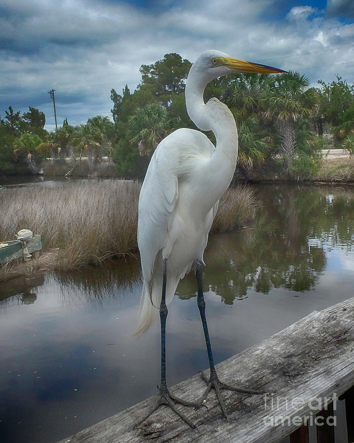 Charlie the Great Egret Photograph by Judy Hall-Folde