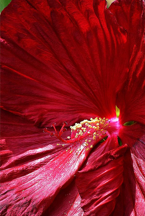 Charlotte Beach Red Hibiscus Photograph