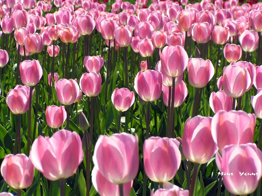 Charm of tulips Photograph by Ming Yeung - Pixels
