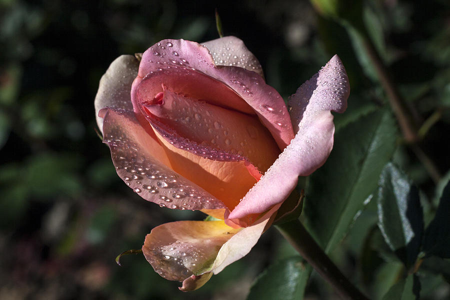 Rose Photograph - Charmer by Doug Norkum