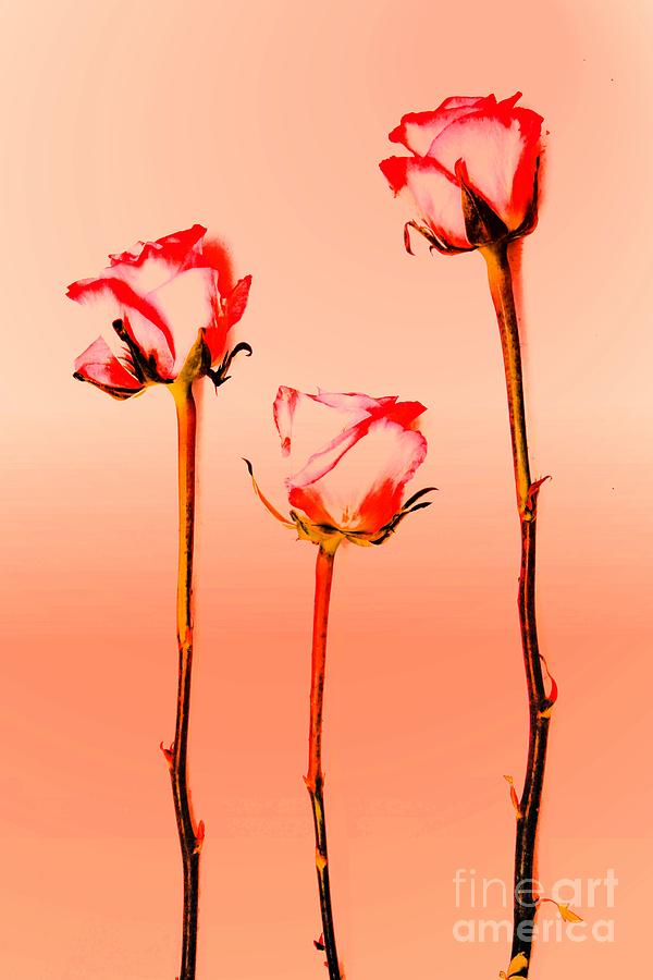 Rose Photograph - Charming by Clare Bevan