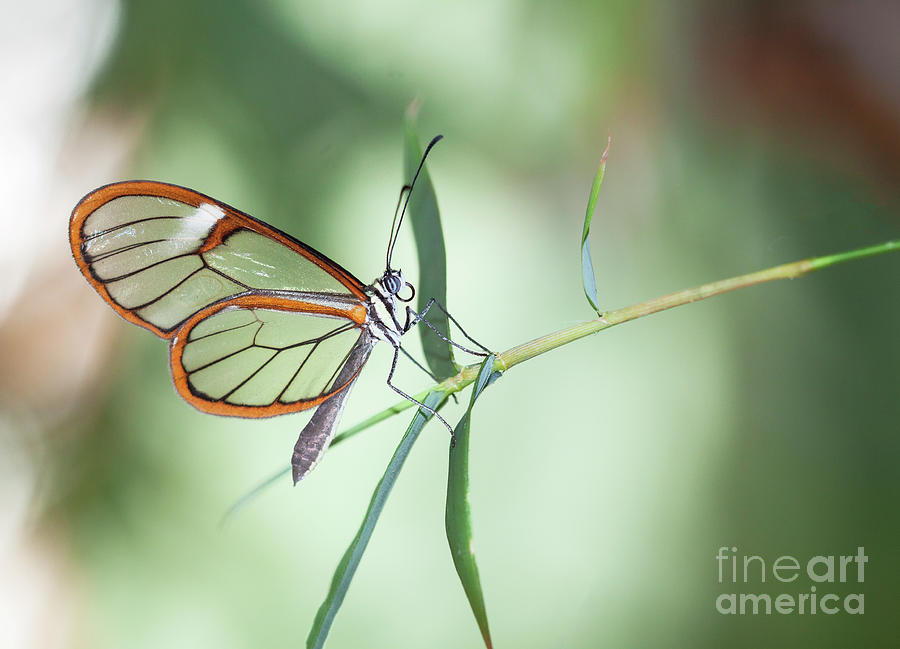 Charming Clear-wing Butterfly  Photograph by Ruth Jolly