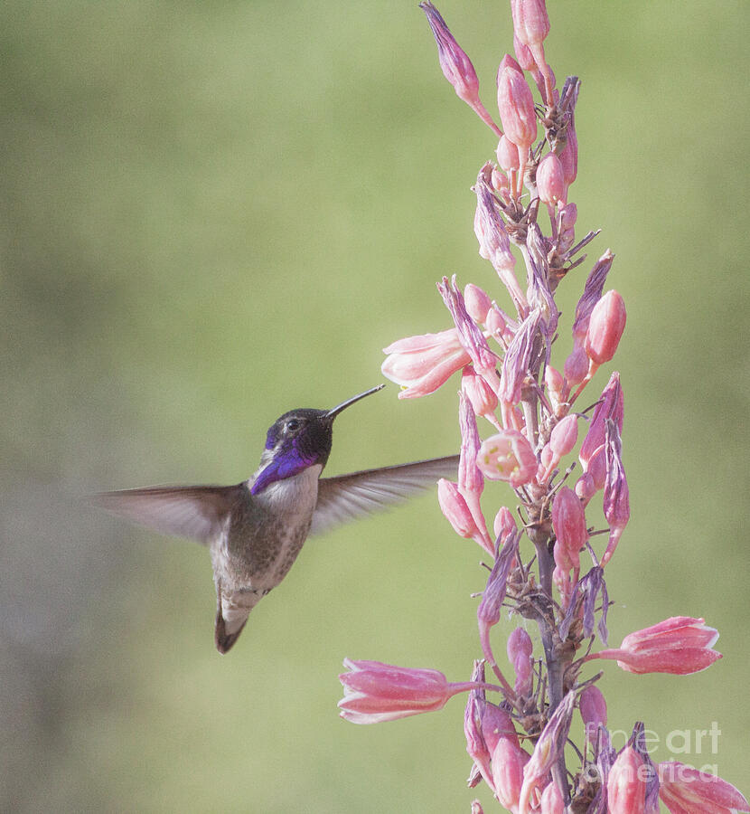 Charming Costas Hummingbird Photograph by Ruth Jolly