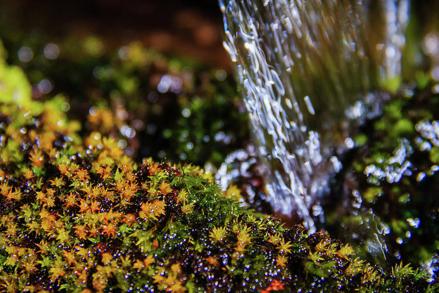 Mountain Photograph - Charming Flow Over Micro Moss by Mike Herron