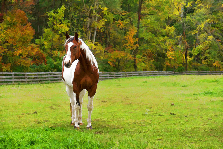 Charming Pinto Horse Digital Art by Georgia Mizuleva