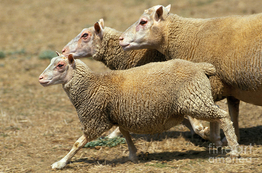 Charmois Sheep Photograph by Gerard Lacz