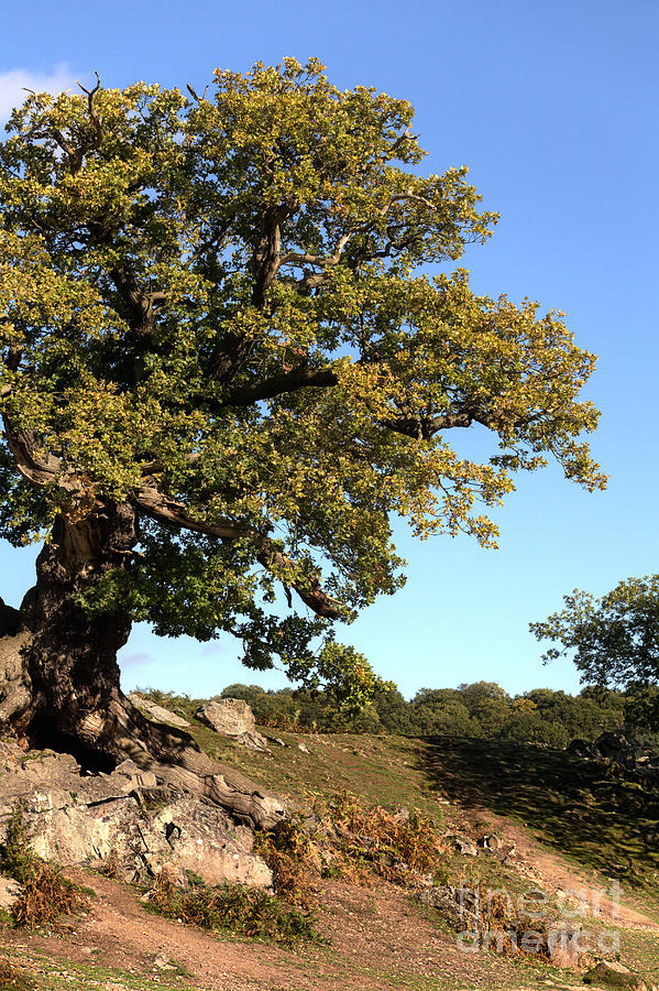 Summer Photograph - Ancient Forest Oak by John Edwards