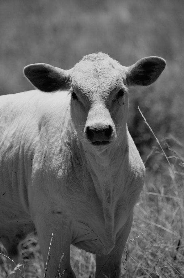 Charolais Bull Calf BW Photograph by Maria Urso