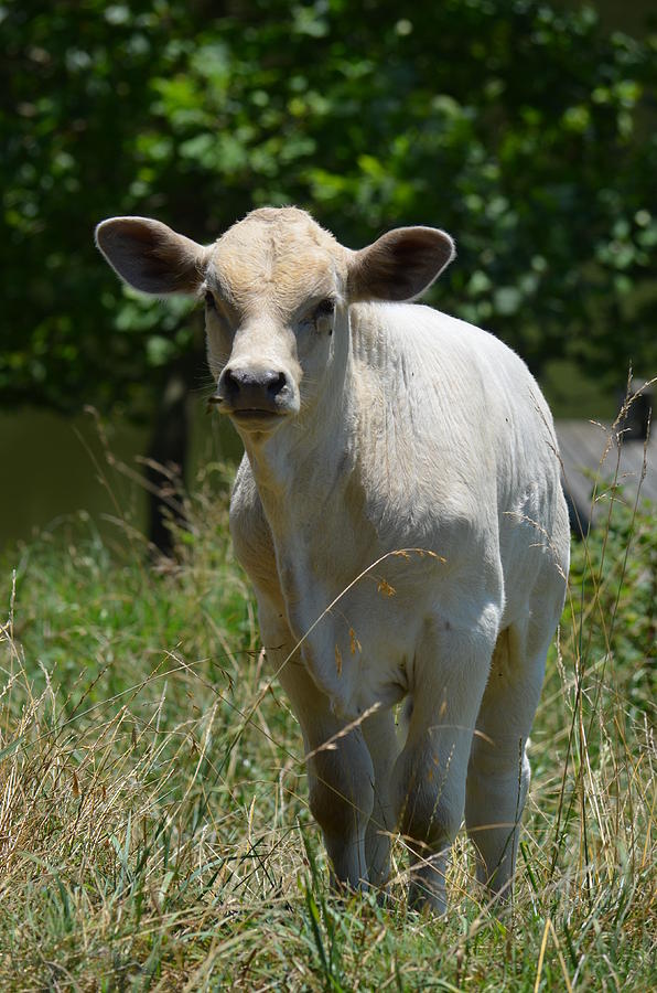 Charolais Bull Calf II Photograph by Maria Urso