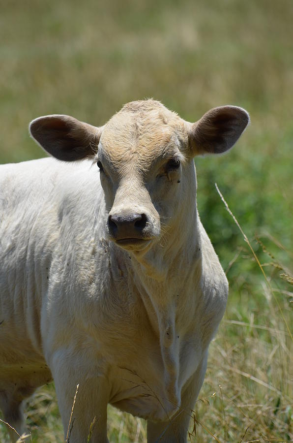 Charolais Bull Calf Photograph by Maria Urso