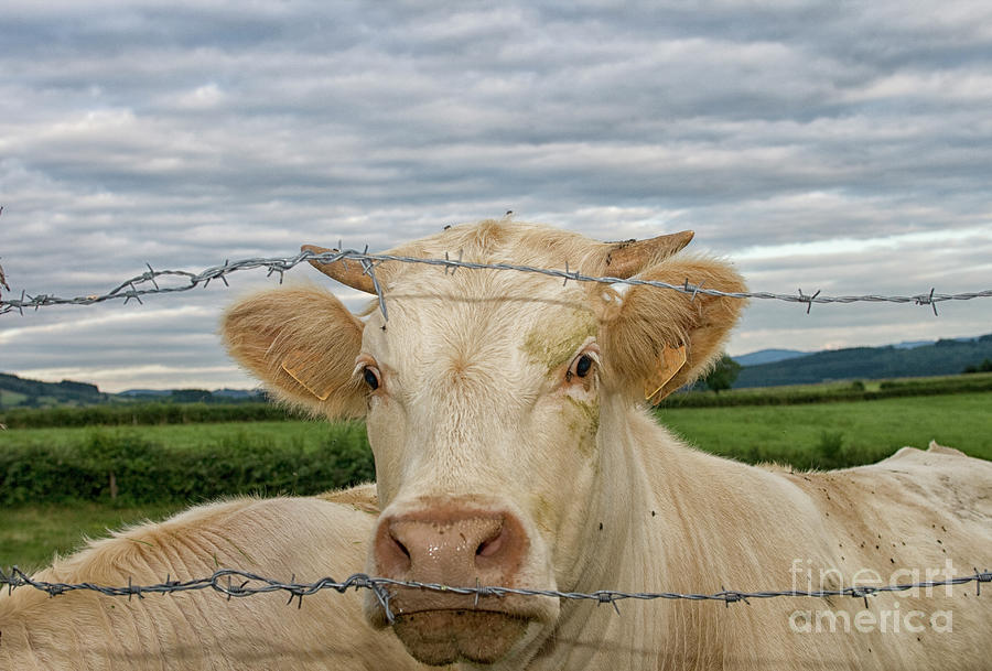 Charolais cattle Photograph by Patricia Hofmeester
