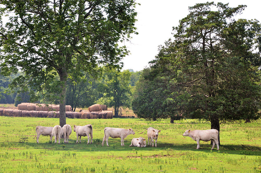 Landscape Photograph - Charolais In The Shade by Jan Amiss Photography