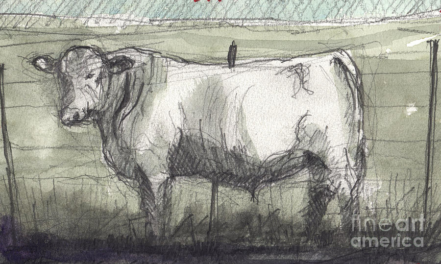 Charolais Painting by Tim Oliver