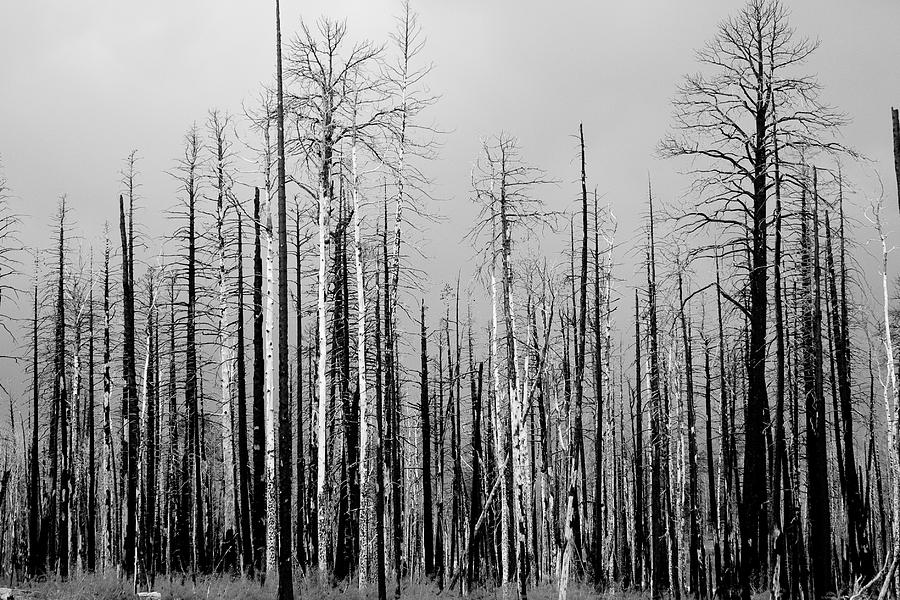 Charred Trees Photograph by James BO Insogna