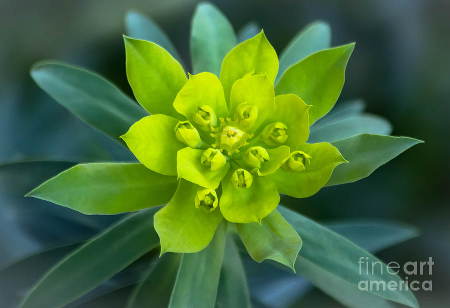 Chartreuse Flower Photograph by Amy Sorvillo