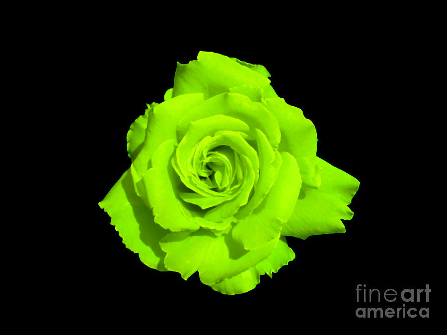 Chartreuse Rose Photograph