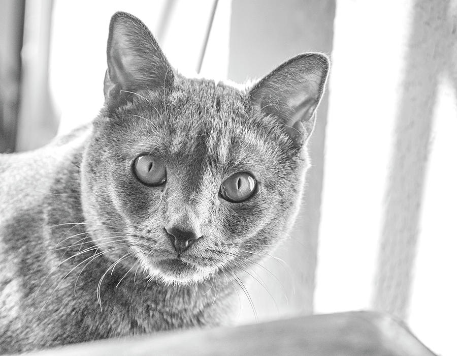 Cat Photograph - Chartreux Cat  by Rick Mosher