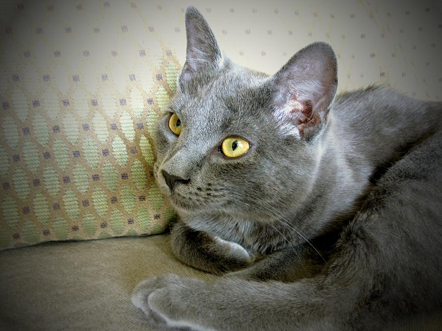 Chartreux Photograph by Yannick Guerin