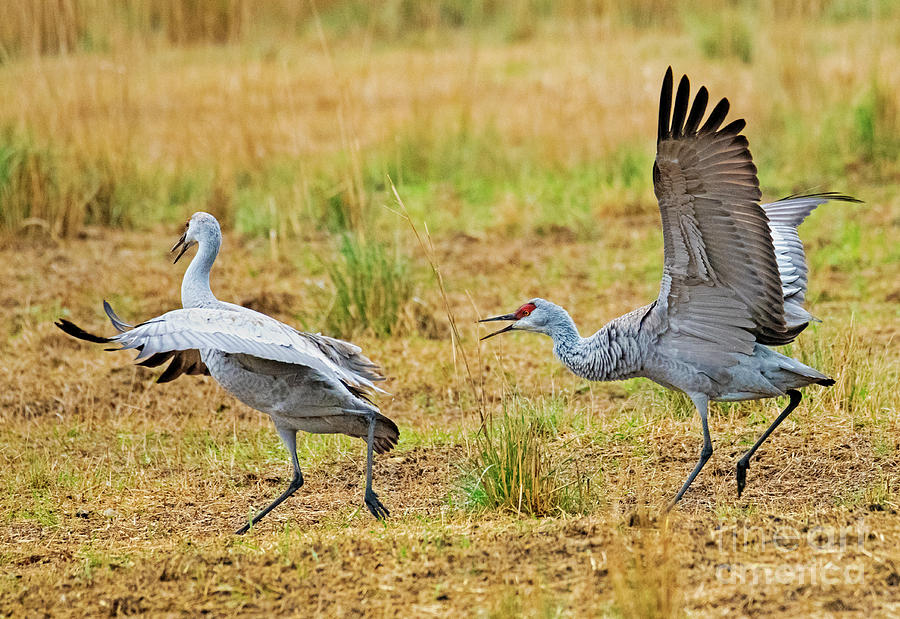 Chase Photograph By Michael Dawson - Fine Art America