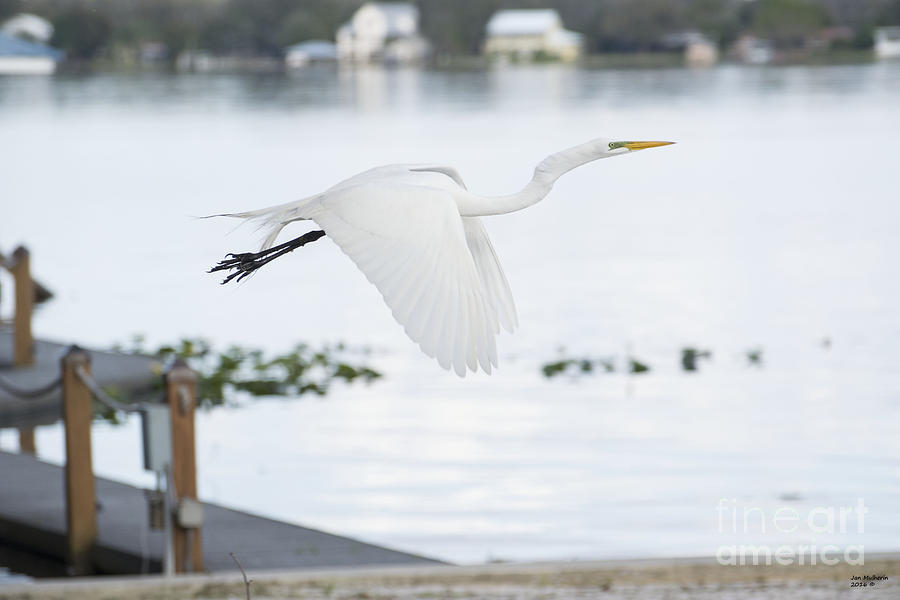 Egret Photograph - Chased off by Jan Mulherin