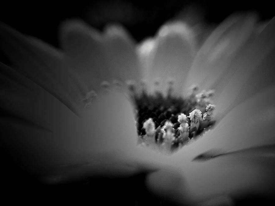 Black And White Photograph - Chasing light by Damijana Cermelj
