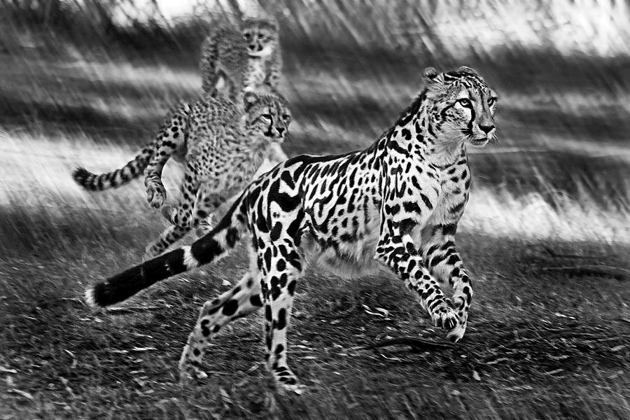 Large Cats Photograph - Chasing mum by Miroslava Jurcik