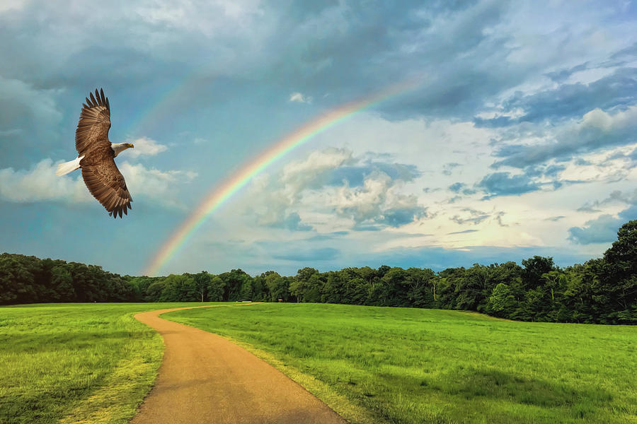 Eagle Photograph - Chasing Rainbows Bald Eagle Art by Jai Johnson by Jai Johnson