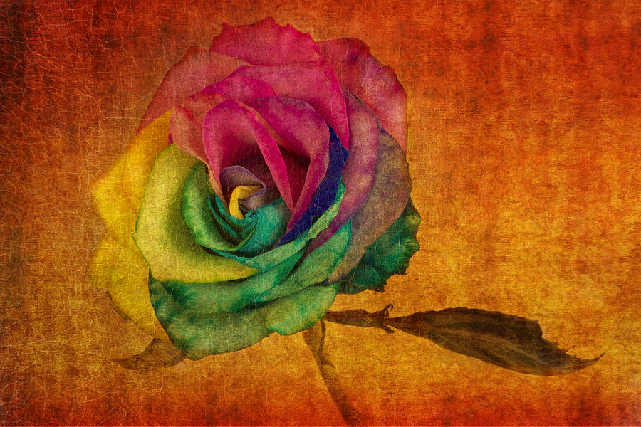 Rose Photograph - Chasing Rainbows by Marina Kojukhova