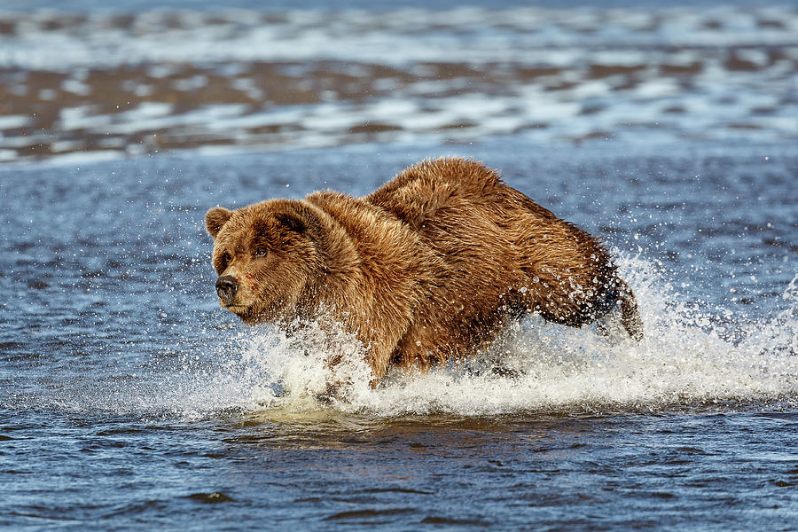 Chasing Salmon Photograph by Ann Skelton - Fine Art America