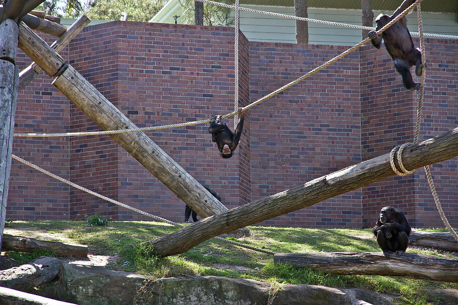 Chimpanzee Photograph - Chasing Sembe by Miroslava Jurcik