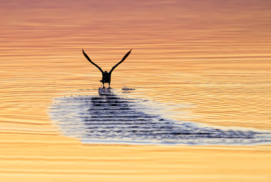 Pelican Photograph - Chasing the Sun by Janet Fikar