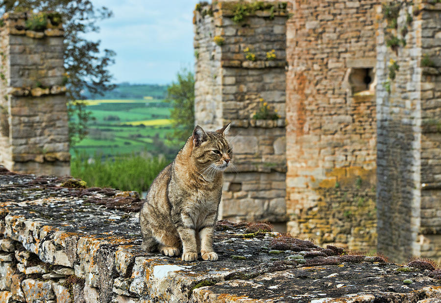 Chateau Cat, Chateauneuf, Cote-dOr, France Photograph by Curt Rush