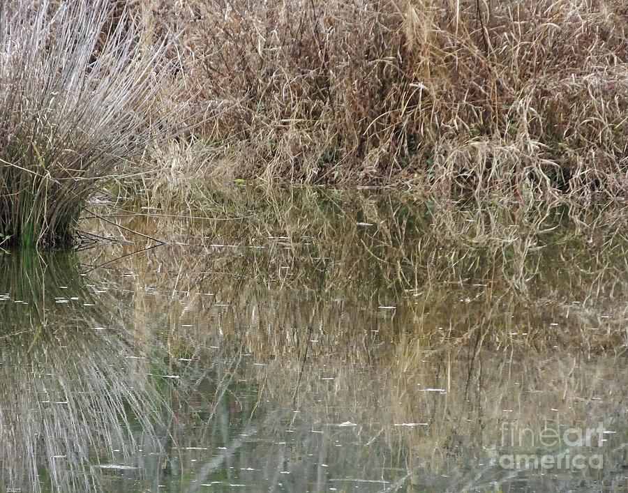 Chattahoochie River Grasses Photograph by Lizi Beard-Ward
