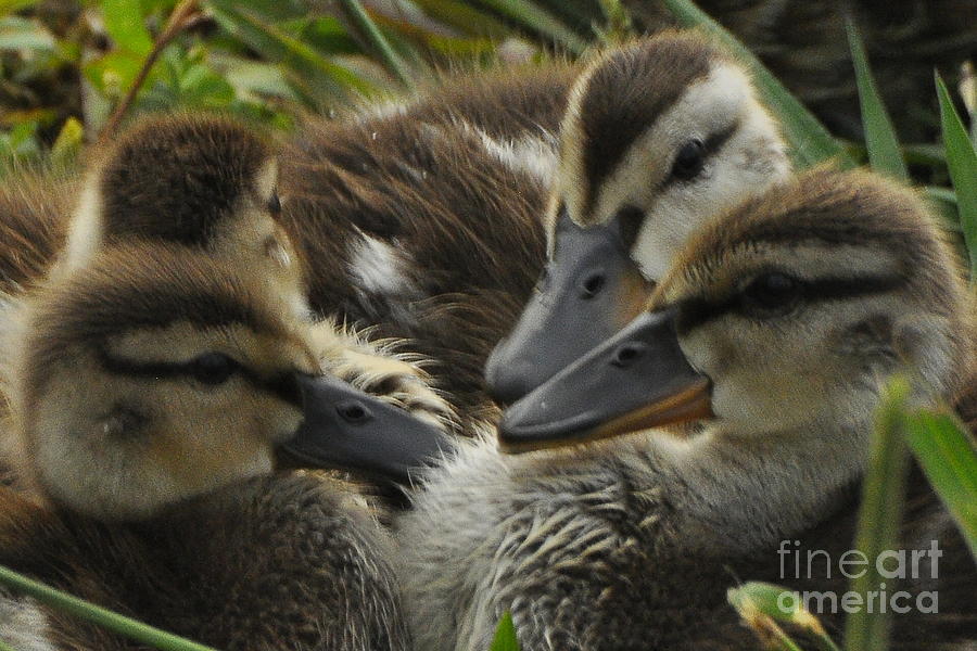 Ducklings Photograph - Chatter by Vicky Tubb
