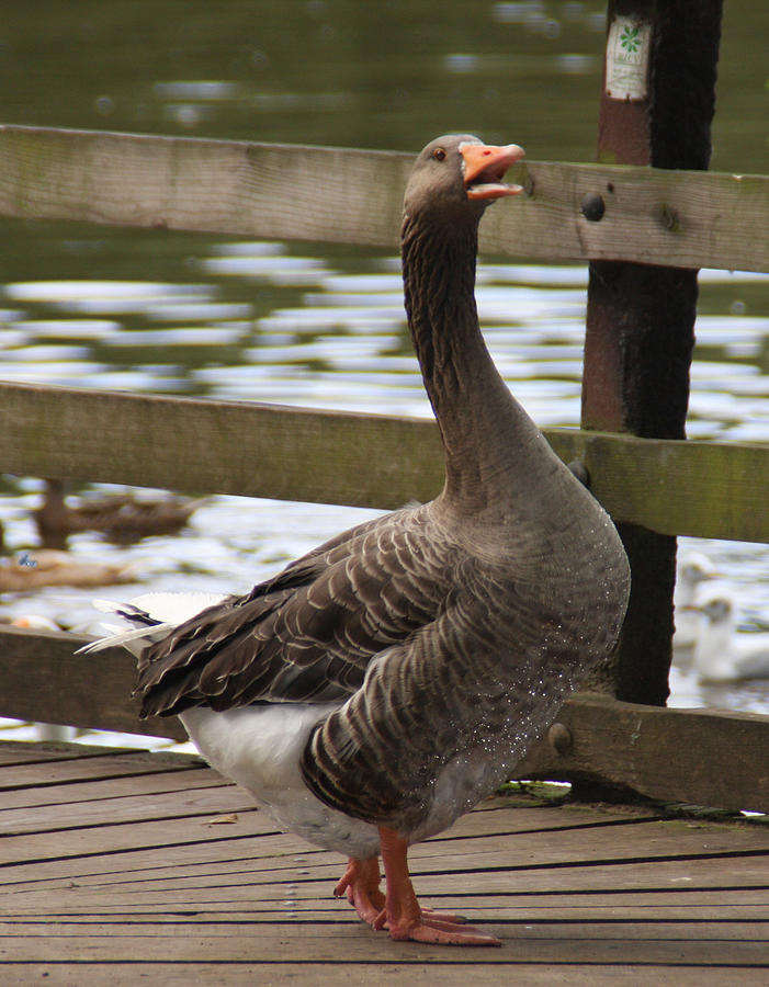 Chattering goose Photograph by Gillian Lovett