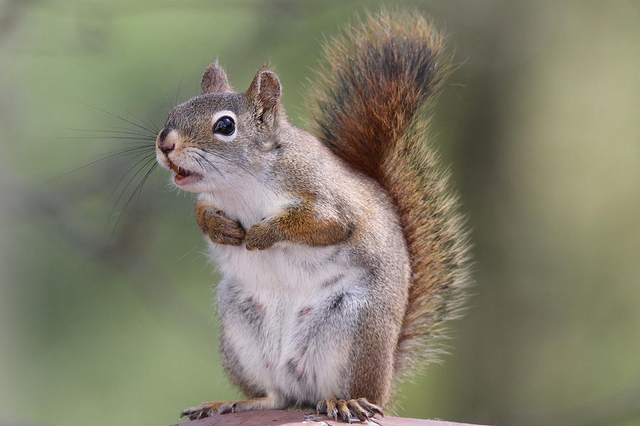 Chattering Squirrel Photograph by Sue Feldberg | Fine Art America