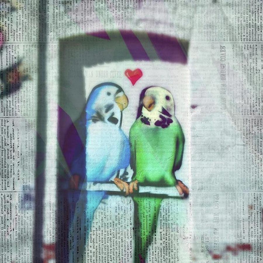 Lovebird Photograph - Check Out The Writing Above The Blue by Ginger Oppenheimer