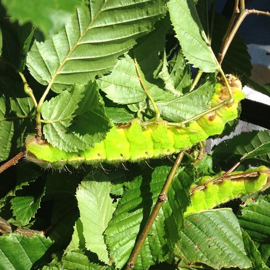 Check Out These Huge Caterpillars!! Photograph by Joanne Dewberry