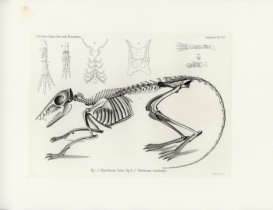 Checkered Elephant Shrew skeleton Drawing by W Wagenschreiber
